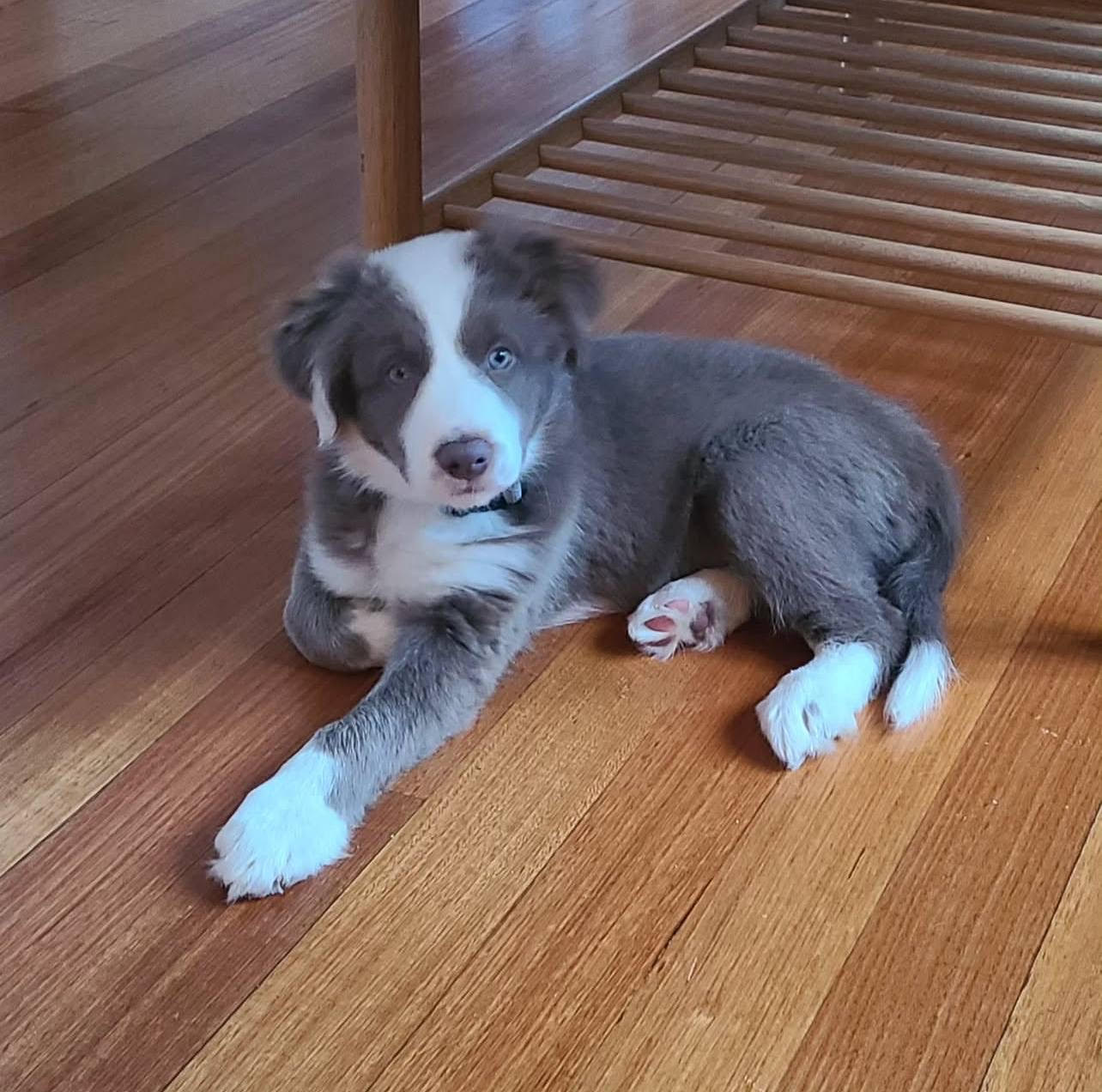 Coco female Border Collie